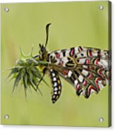 Spanish Festoon Butterfly Acrylic Print