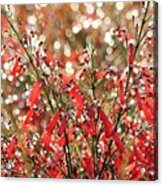 Sparkling Fire And Ice Firework Flowers Acrylic Print