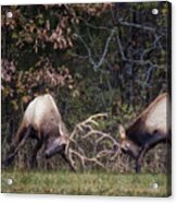 Sparring Bachelor Bulls In Boxley Valley Acrylic Print