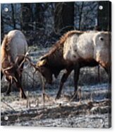 Sparring Elk In February Acrylic Print