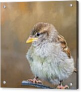 Sparrow Fledgeling Acrylic Print
