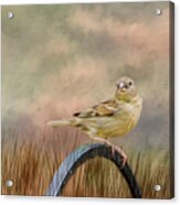 Sparrow In The Grass Acrylic Print
