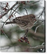Sparrow With Berry Acrylic Print