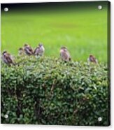 Sparrows Gathering Place Acrylic Print