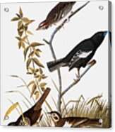 Sparrows Acrylic Print
