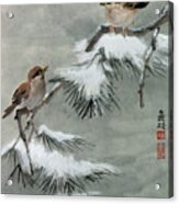 Sparrows On Snowy Pine Acrylic Print