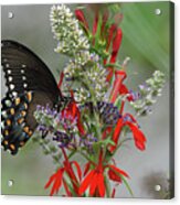 Spicebush Swallowtail And Flowers Acrylic Print