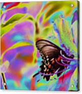 Spicebush Swallowtail Butterfly Solorize Acrylic Print