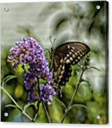 Spicebush Swallowtail Acrylic Print