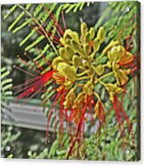 Spider Flower Red Filament Petals Yellow Pod-like Center Green Leaves Background 2 10232017 Colorado Acrylic Print
