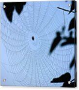 Spider In Web Acrylic Print
