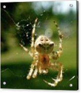 Spider #2 Acrylic Print