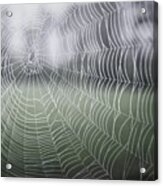 Spiderweb Acrylic Print