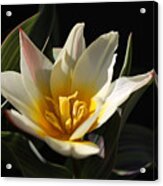 Spiky Tulip Acrylic Print