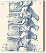 Spinal Cord - Vertebrae View - Vintage Anatomy Print Acrylic Print