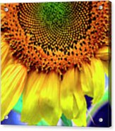 Splash Of Sunshine Acrylic Print