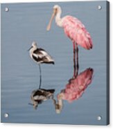 Spoonbill, American Avocet, And Reflection Acrylic Print