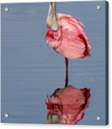 Spoonbill And Reflection Acrylic Print