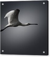 Spoonbill In Flight Acrylic Print