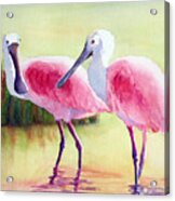 Spoonbills Acrylic Print