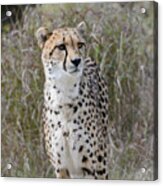 Spotted Beauty Acrylic Print