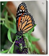 Spotted Butterfly Acrylic Print