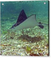 Spotted Eagle Ray Acrylic Print