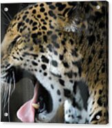 Spotted Jaguar Memphis Zoo Acrylic Print