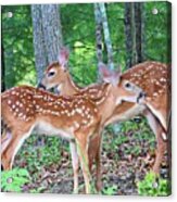 Spotted Siblings Acrylic Print