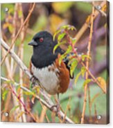 Spotted Towhee Acrylic Print