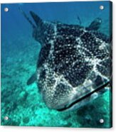 Spotted Whale Shark Acrylic Print