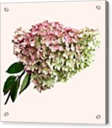 Sprig Of Hydrangea Acrylic Print