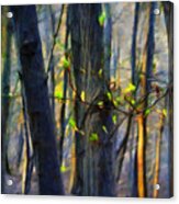 Spring Awakening In The Forest Acrylic Print
