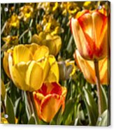 Spring Beauty 1 Tulips Large Canvas Art, Canvas Print, Large Art, Large Wall Decor, Home Decor, Acrylic Print