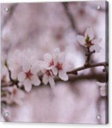 Spring Blossoms Acrylic Print