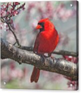 Spring Cardinal 2 Acrylic Print