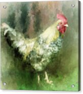Spring Chicken Acrylic Print