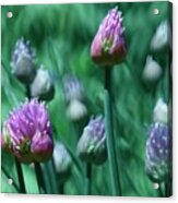Spring Chives Acrylic Print