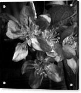 Spring Crabapple 2 Acrylic Print