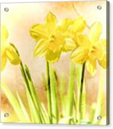Spring Daffodils Acrylic Print