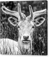 Spring Deer Acrylic Print