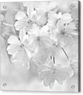 Spring Flower Blossoms Soft Gray Acrylic Print
