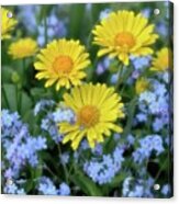 Spring Flowers Forget Me Nots And Leopard's Bane Acrylic Print