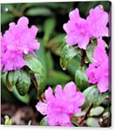 Spring Flowers Acrylic Print