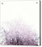#spring #flowers #tree #college #pink Acrylic Print
