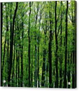 Spring Forest Acrylic Print