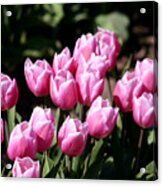 Spring Harmony Acrylic Print