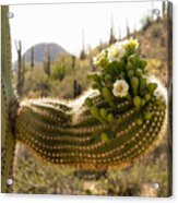 Spring In The Desert Acrylic Print