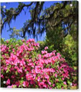 Spring In The South Acrylic Print