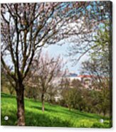 Spring Orchards And St Vitus Cathedral. Prague Acrylic Print